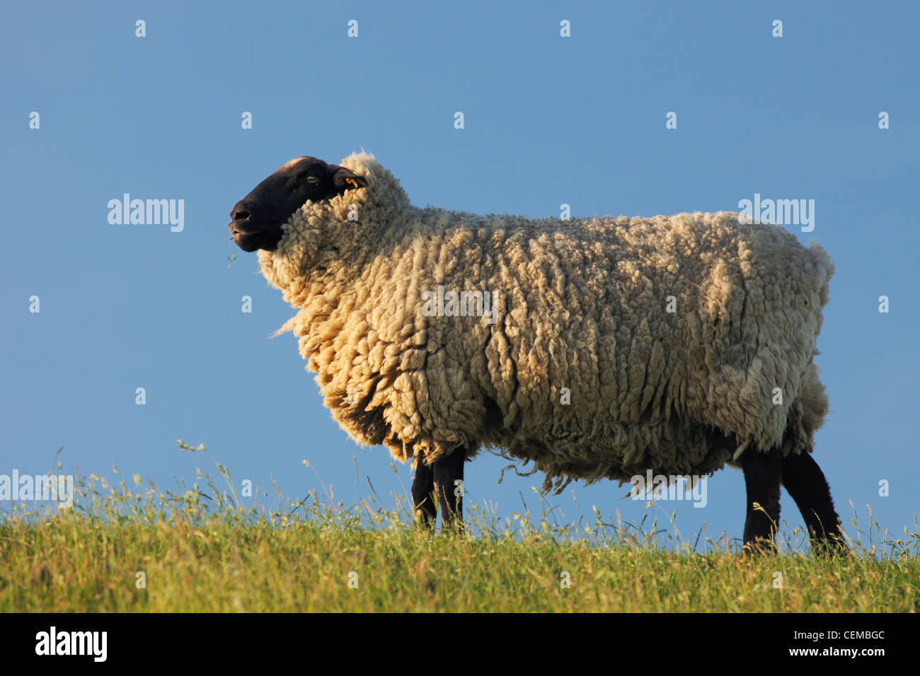 Suffolk Schafe am Deich in der Nähe von St. Peter-Ording Stockfoto