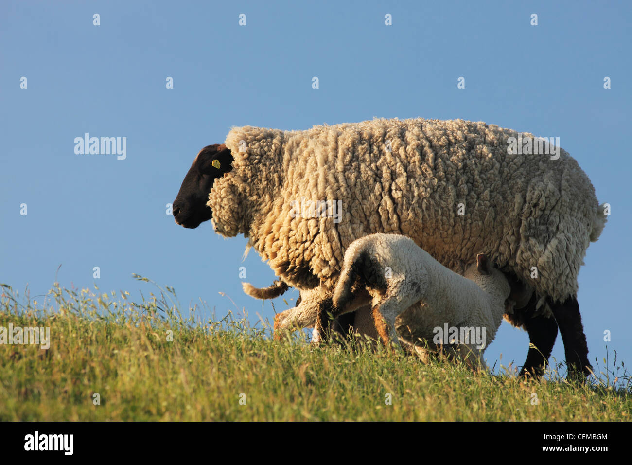 Suffolk Schafe am Deich in der Nähe von St. Peter-Ording Stockfoto