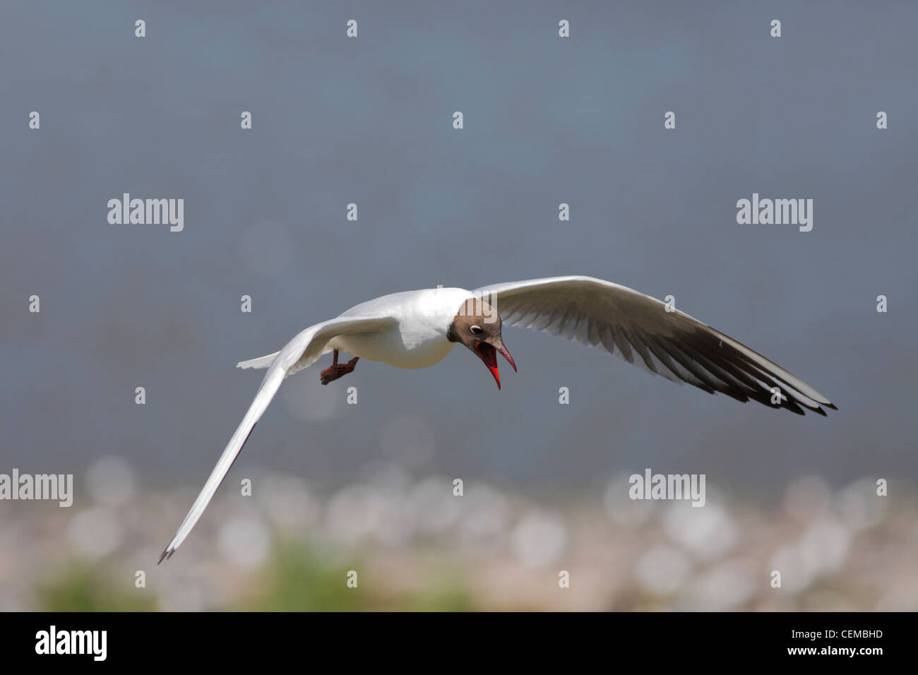 schwarze Leitung Möwe (Lat.: Larus Ridibundus) Stockfoto