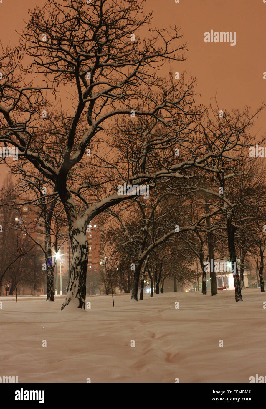 Baum Winter nachts Stockfoto
