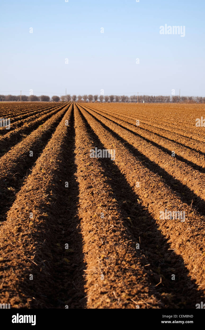 Landwirtschaft - Feld im Frühjahr vorbereitet und bereit für den Anbau von Baumwolle Bett / östlichen Arkansas, USA. Stockfoto