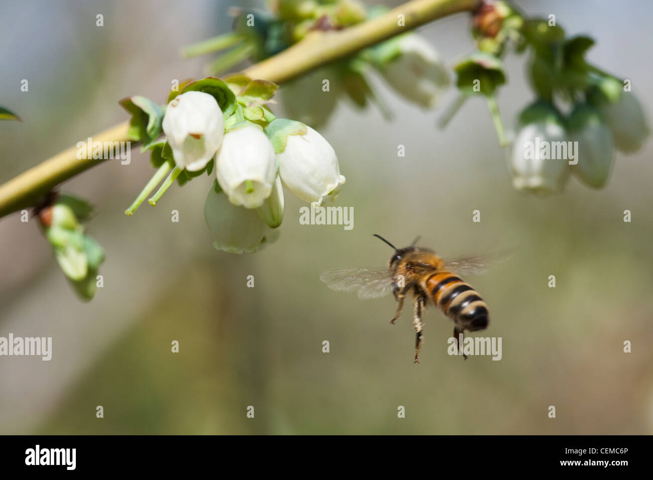 Landwirtschaft - eine Honigbiene bestäubt eine Heidelbeer-Blüte / Arkansas, USA. Stockfoto