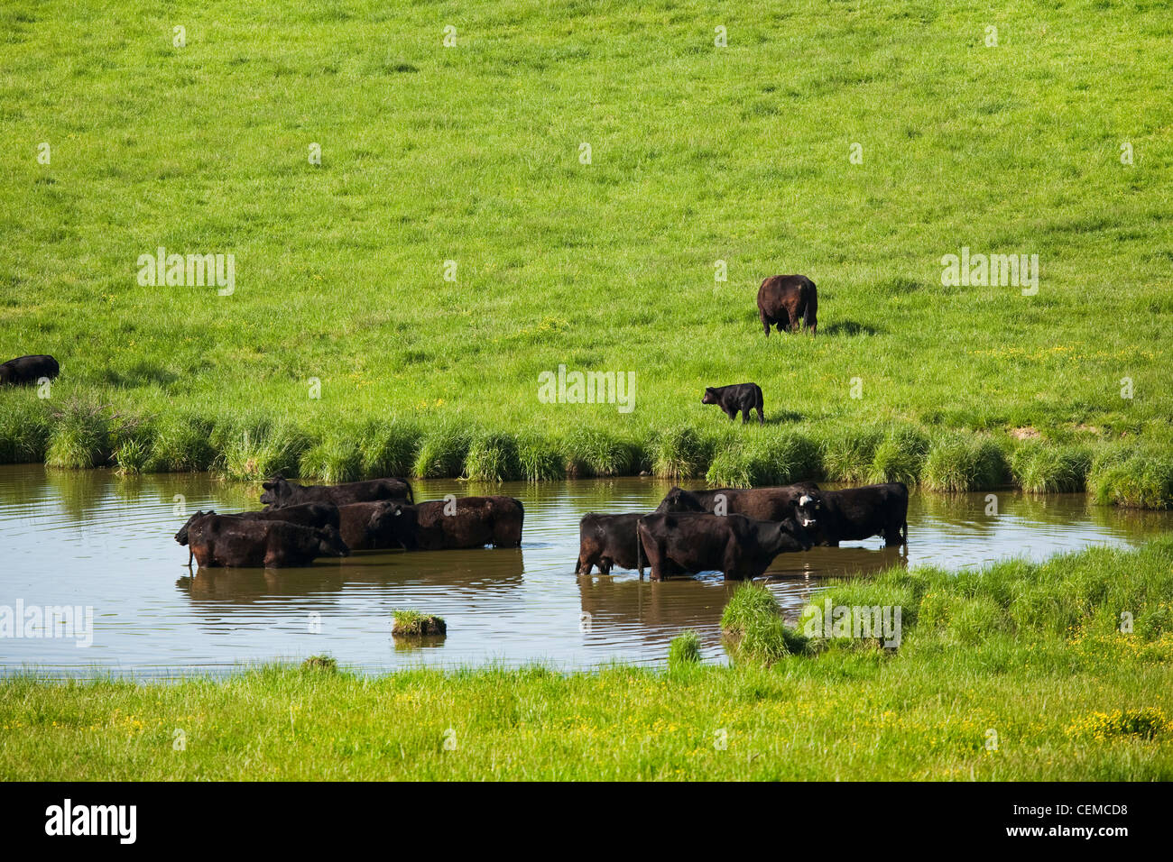 Schwarze angus kuh in der weide -Fotos und -Bildmaterial in hoher ...