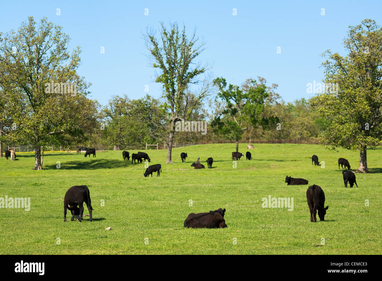 Vieh - Black Angus Rinder weiden auf einer gesunden grünen Weide / Arkansas, USA. Stockfoto