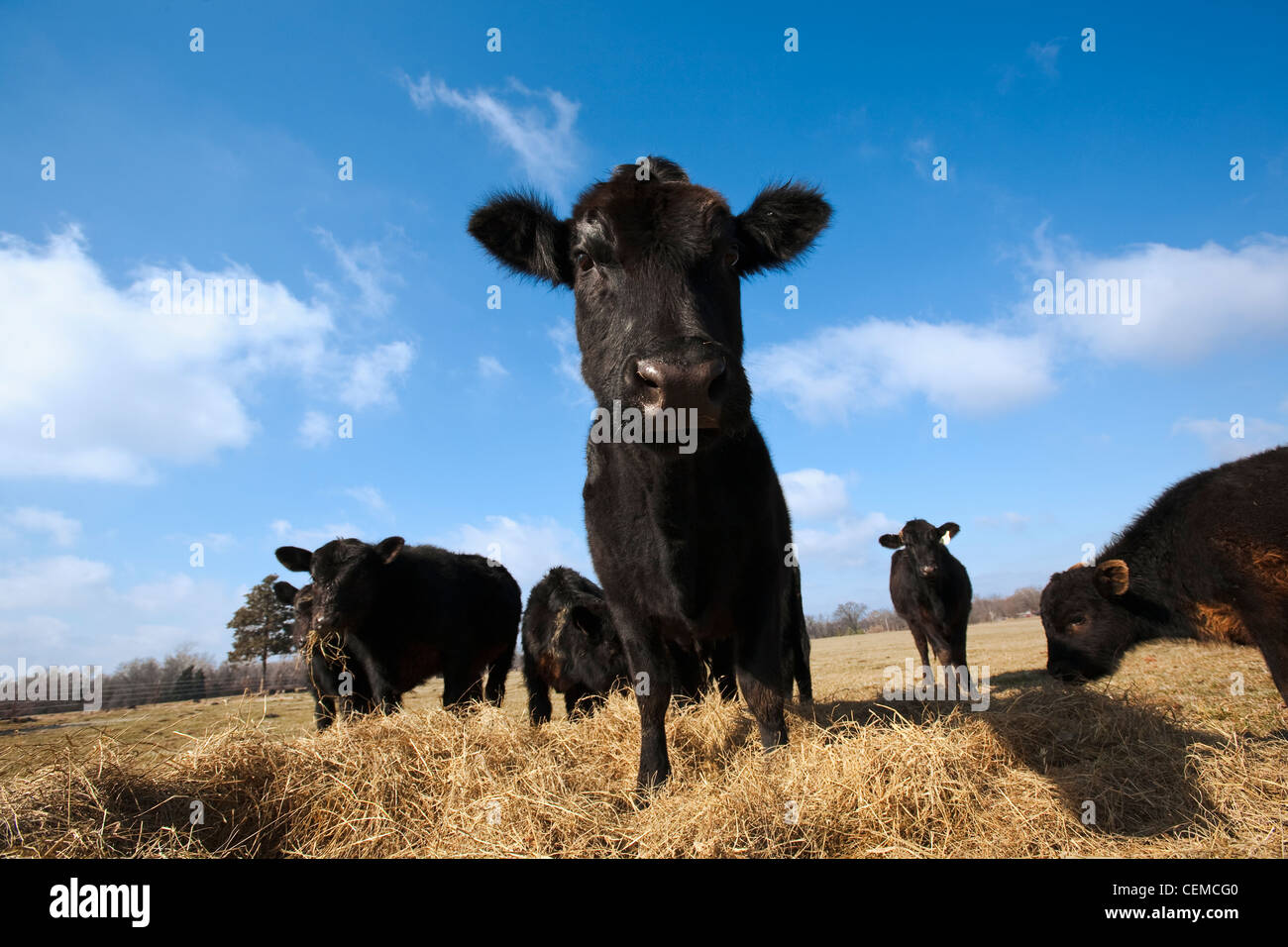 Vieh - Fütterung mit Heu auf einen trockenen, kalten Winter Black Angus-Rinder weiden / Arkansas, USA. Stockfoto