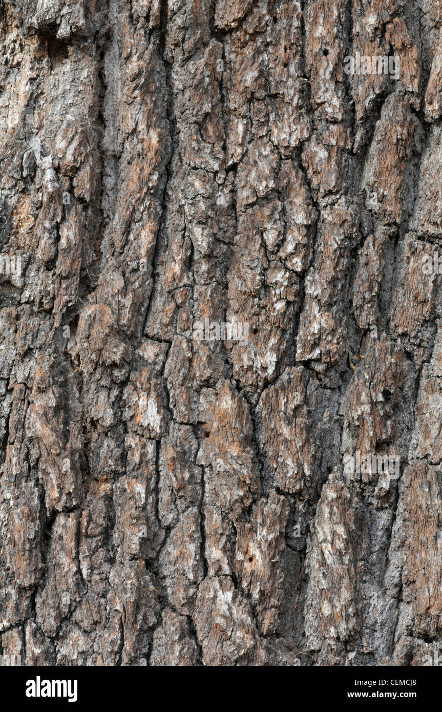 Stieleiche: Quercus Robur. Detail der Rinde. Stockfoto
