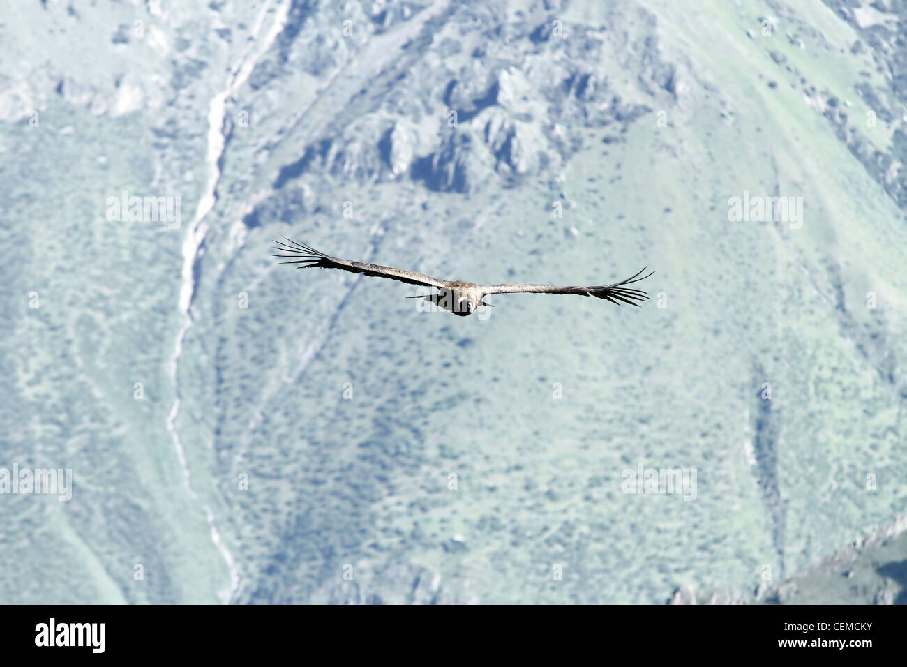 Blick auf ein Kondor Segelfliegen in den Colca Canyon, Peru. Es ist der Vogel mit der größten Spannweite der Welt. Stockfoto