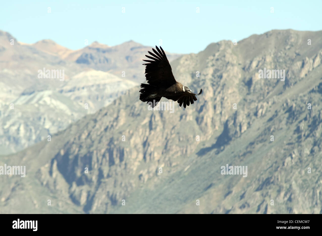 Blick auf ein Kondor Segelfliegen in den Colca Canyon, Peru. Es ist der Vogel mit der größten Spannweite der Welt. Stockfoto