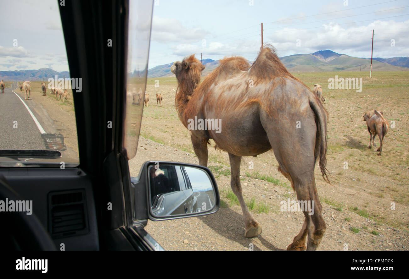 Herden von Haustieren verhindert Durchtritt der Autobahn Stockfoto
