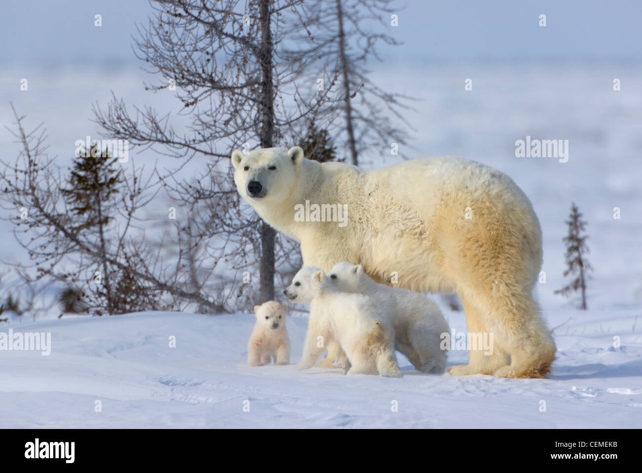 Mutter Eisbär mit drei jungen in der Tundra, Wapusk-Nationalpark, Manitoba, Kanada Stockfoto