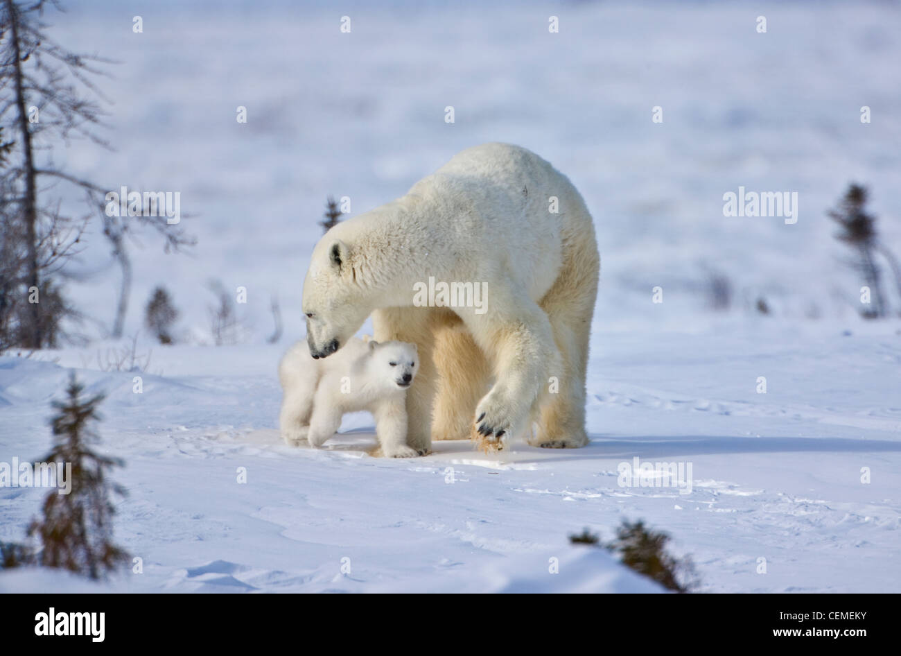 Mutter Eisbär mit drei jungen in der Tundra, Wapusk-Nationalpark, Manitoba, Kanada Stockfoto