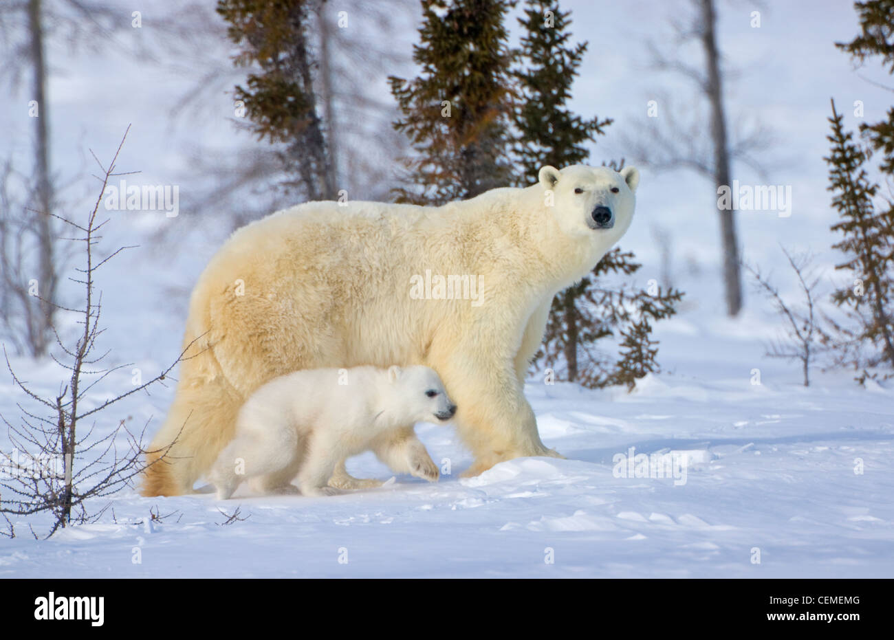 Mutter Eisbär mit Cub in der Tundra, Wapusk-Nationalpark, Manitoba, Kanada Stockfoto