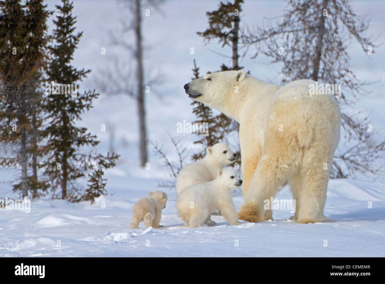 Mutter Eisbär mit drei jungen in der Tundra, Wapusk-Nationalpark, Manitoba, Kanada Stockfoto