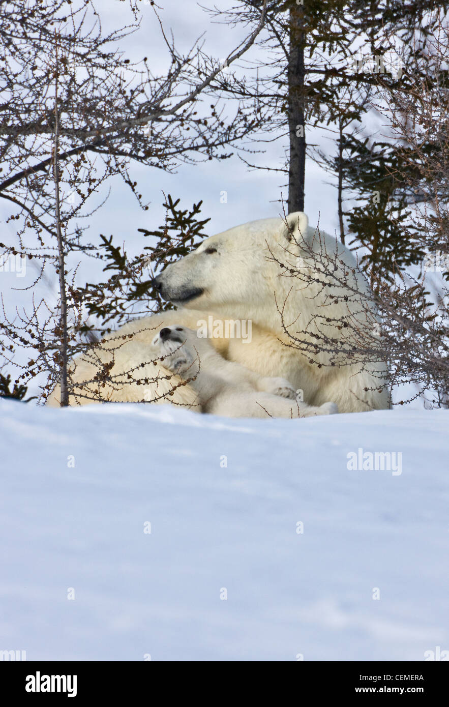 Mutter Eisbär mit Cub in der Tundra, Wapusk-Nationalpark, Manitoba, Kanada Stockfoto