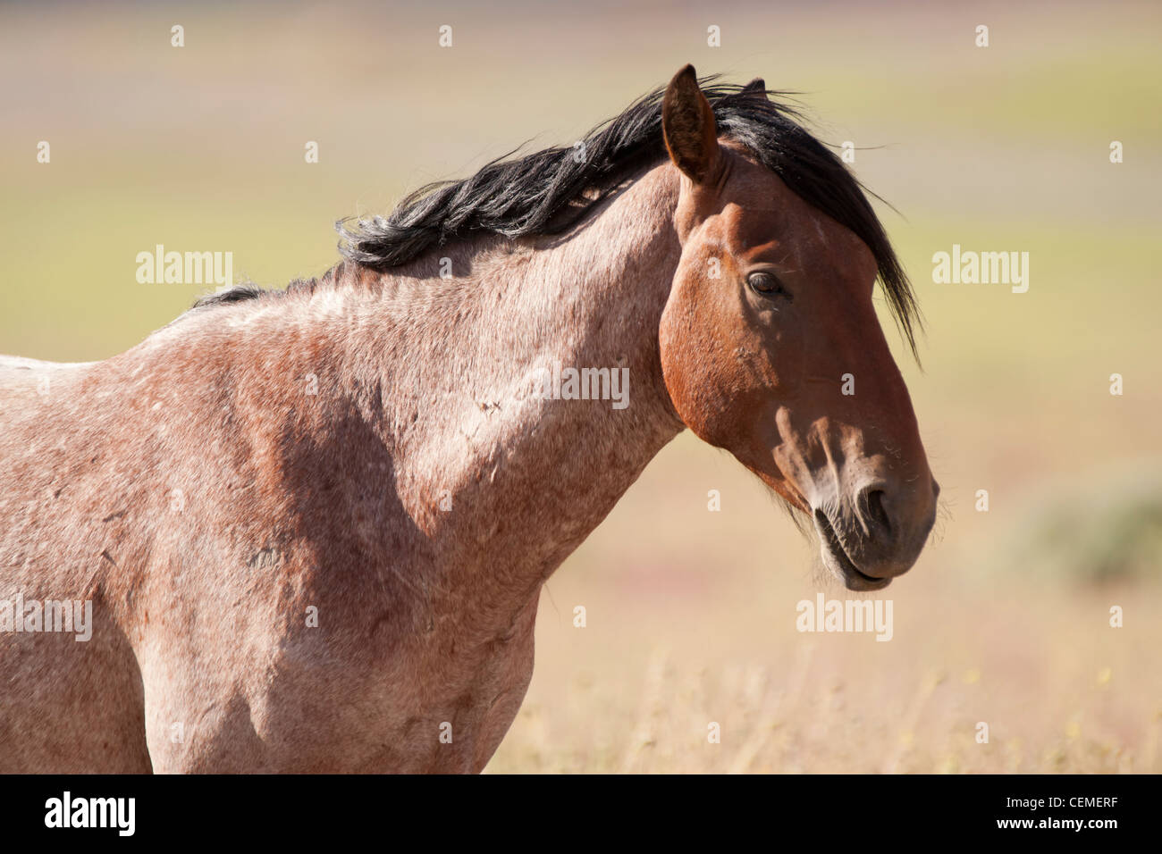 Wildes Pferd, Equus Ferus, Nevada Stockfoto