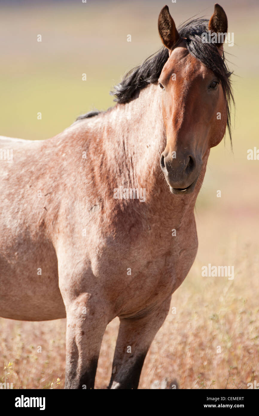 Wildes Pferd, Equus Ferus, Nevada Stockfoto