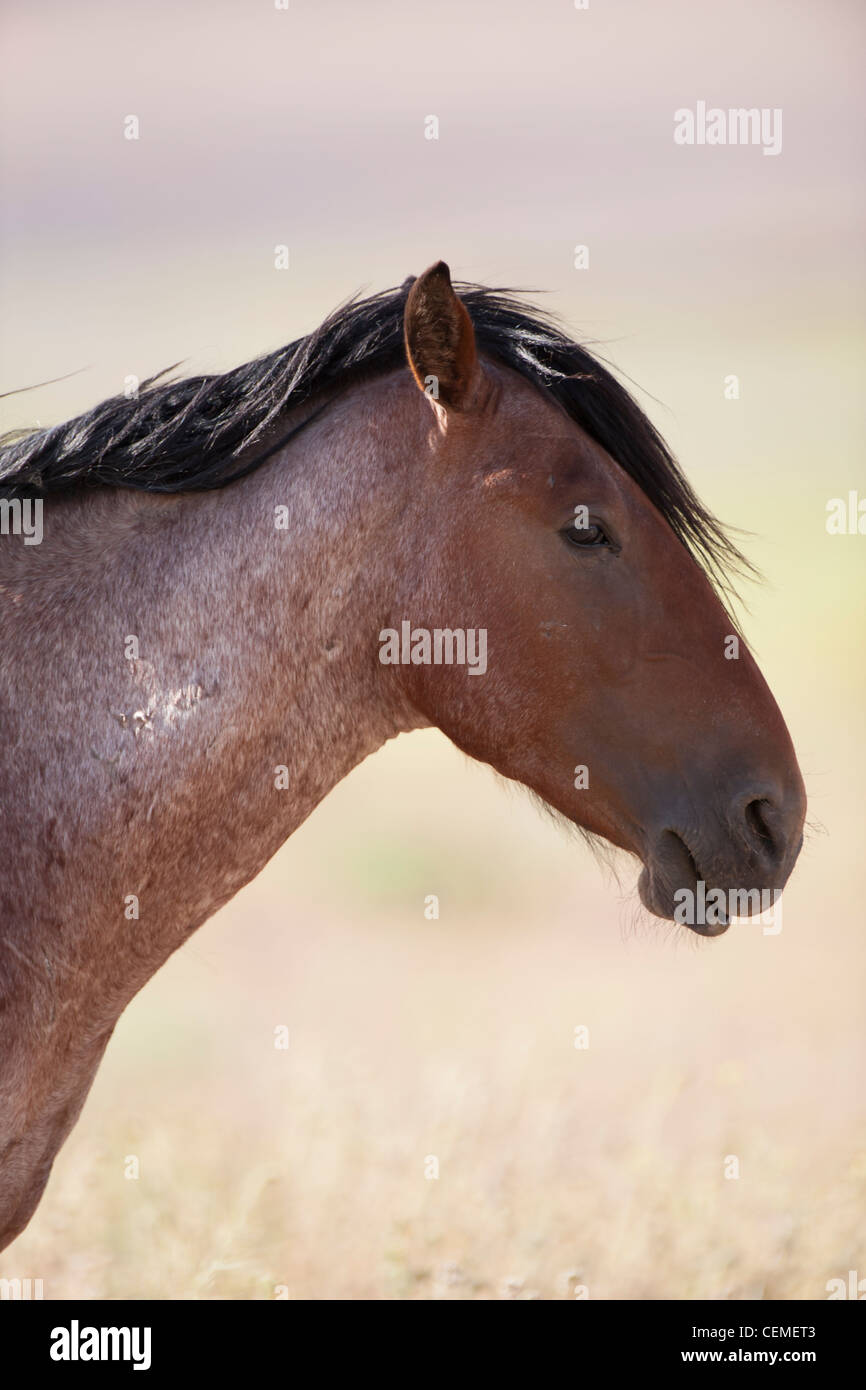 Wildes Pferd, Equus Ferus, Nevada Stockfoto
