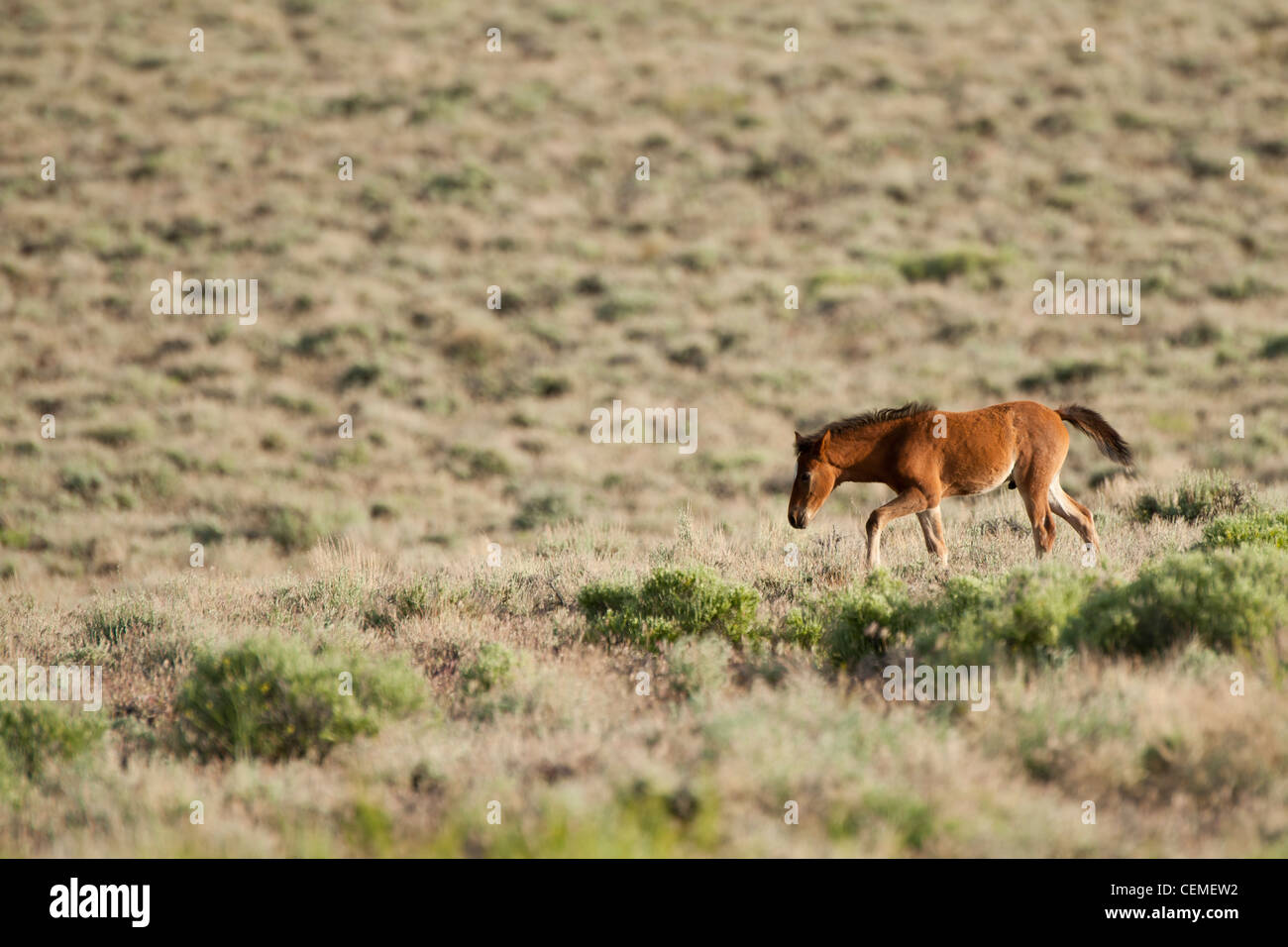 Baby Wild Horses (Hengste), Equus Ferus, Nevada Stockfoto