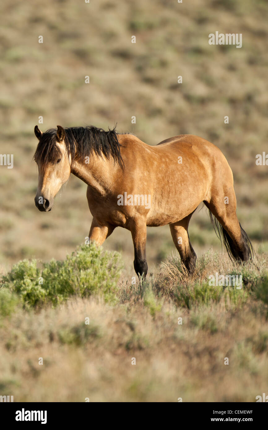 Wildes Pferd Stute mit Fohlen (Baby), Equus Ferus, Nevada Stockfoto