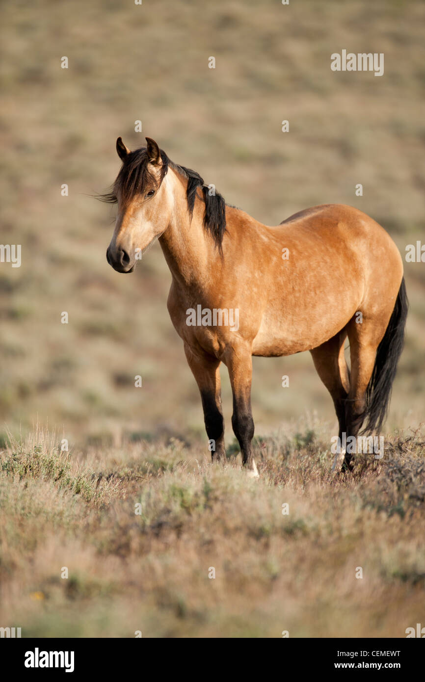 Wildes Pferd, Equus Ferus, Nevada Stockfoto