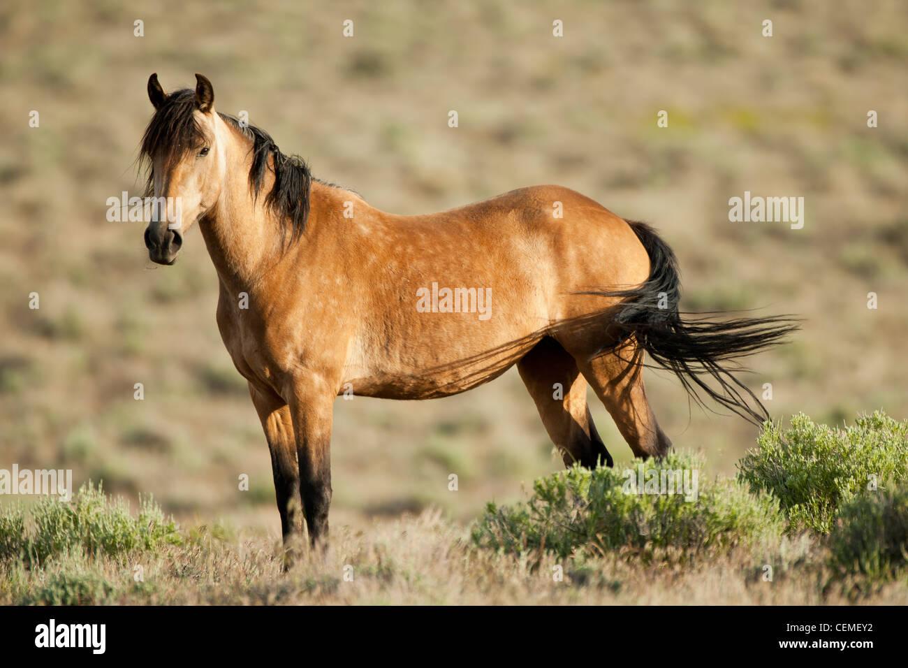 Wildes Pferd, Equus Ferus, Nevada Stockfoto