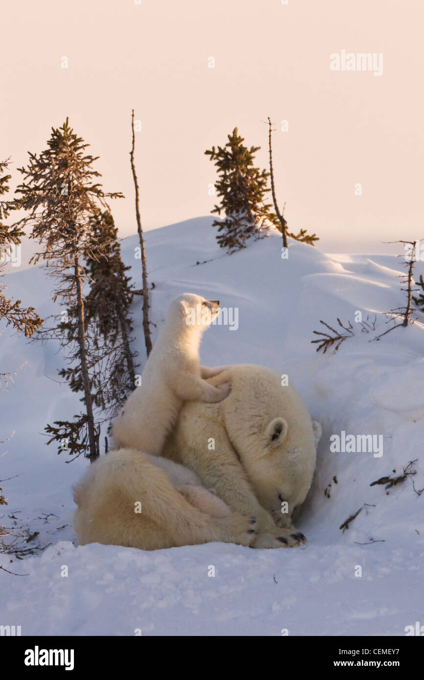 Mutter Eisbär mit drei jungen in der Tundra, Wapusk-Nationalpark, Manitoba, Kanada Stockfoto