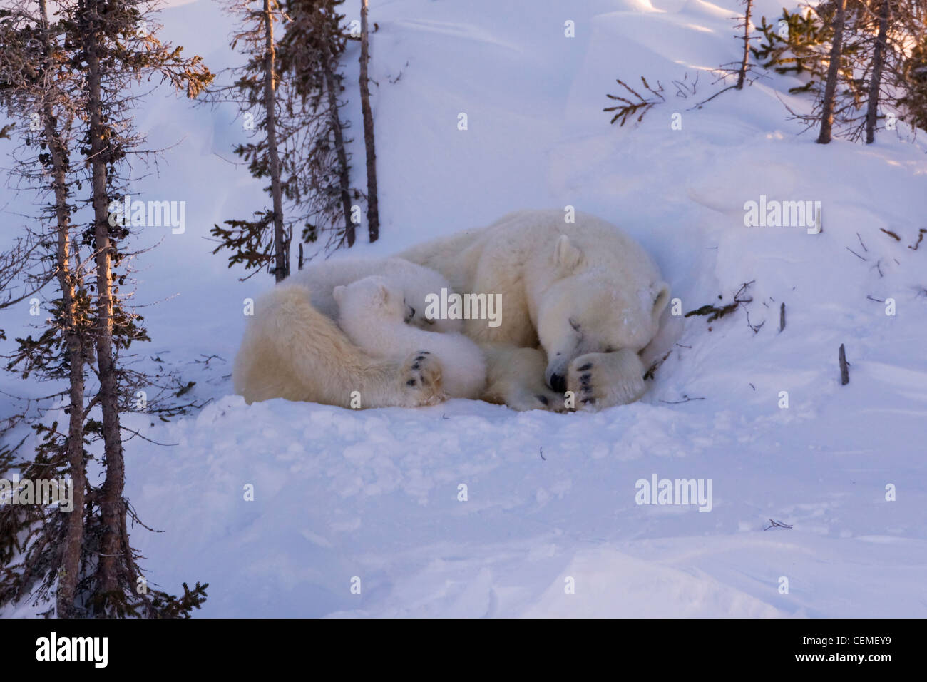 Mutter Eisbär mit drei jungen in der Tundra, Wapusk-Nationalpark, Manitoba, Kanada Stockfoto