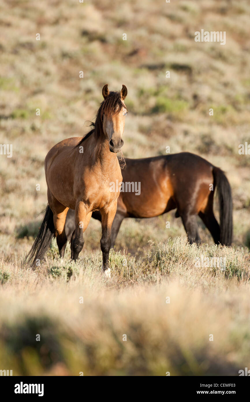 Wildes Pferd, Equus Ferus, Nevada Stockfoto