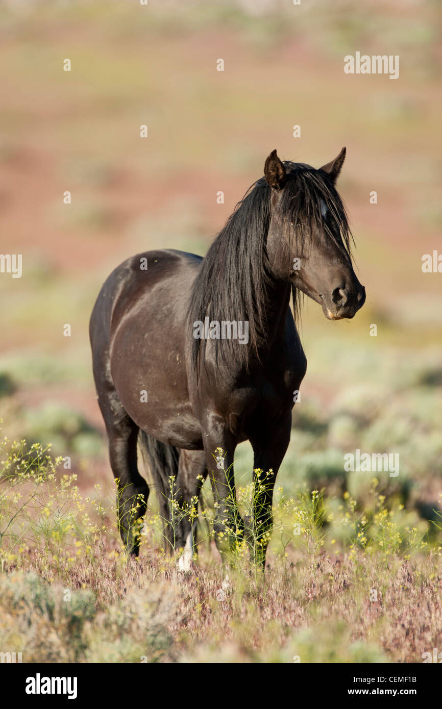 Wildes Pferd, Equus Ferus, Nevada Stockfoto