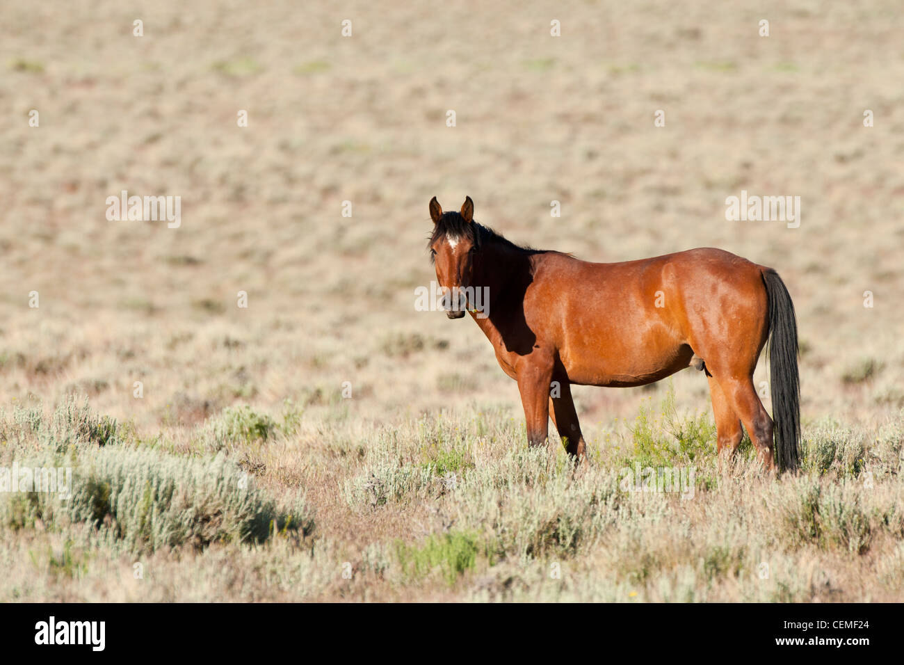 Wildes Pferd, Equus Ferus, Nevada Stockfoto