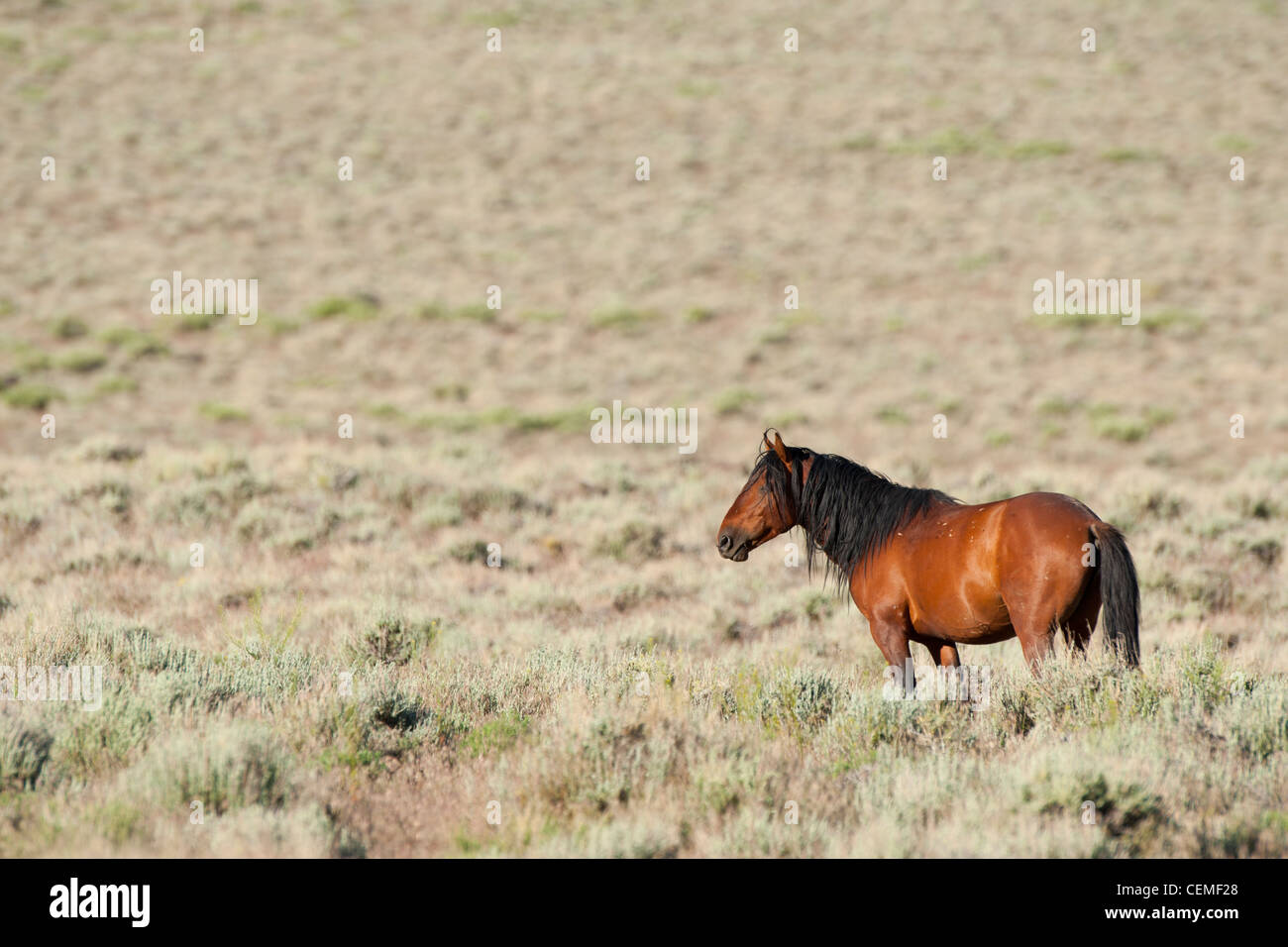 Wildes Pferd, Equus Ferus, Nevada Stockfoto