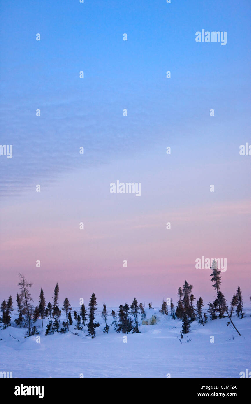 Verschneite Tundra, Manitoba, Kanada Stockfoto