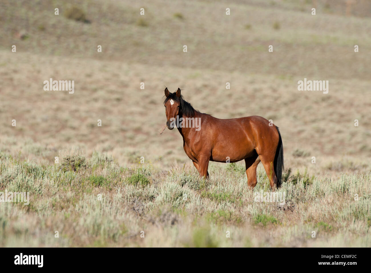 Wildes Pferd, Equus Ferus, Nevada Stockfoto