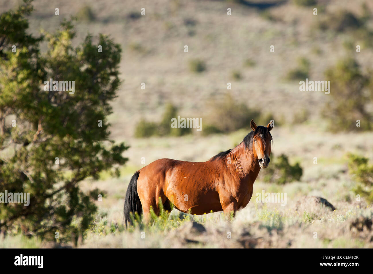 Wildes Pferd, Equus Ferus, Nevada Stockfoto