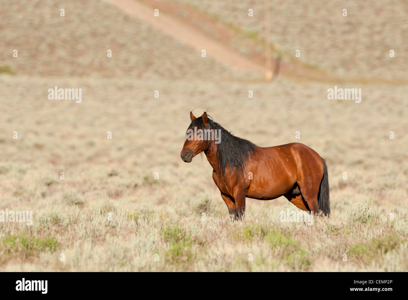 Wildes Pferd, Equus Ferus, Nevada Stockfoto