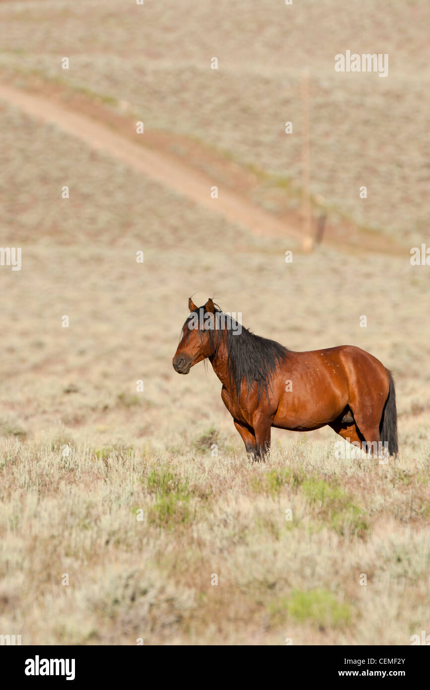 Wildes Pferd, Equus Ferus, Nevada Stockfoto