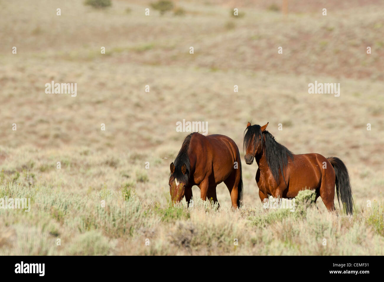 Wildes Pferd, Equus Ferus, Nevada Stockfoto