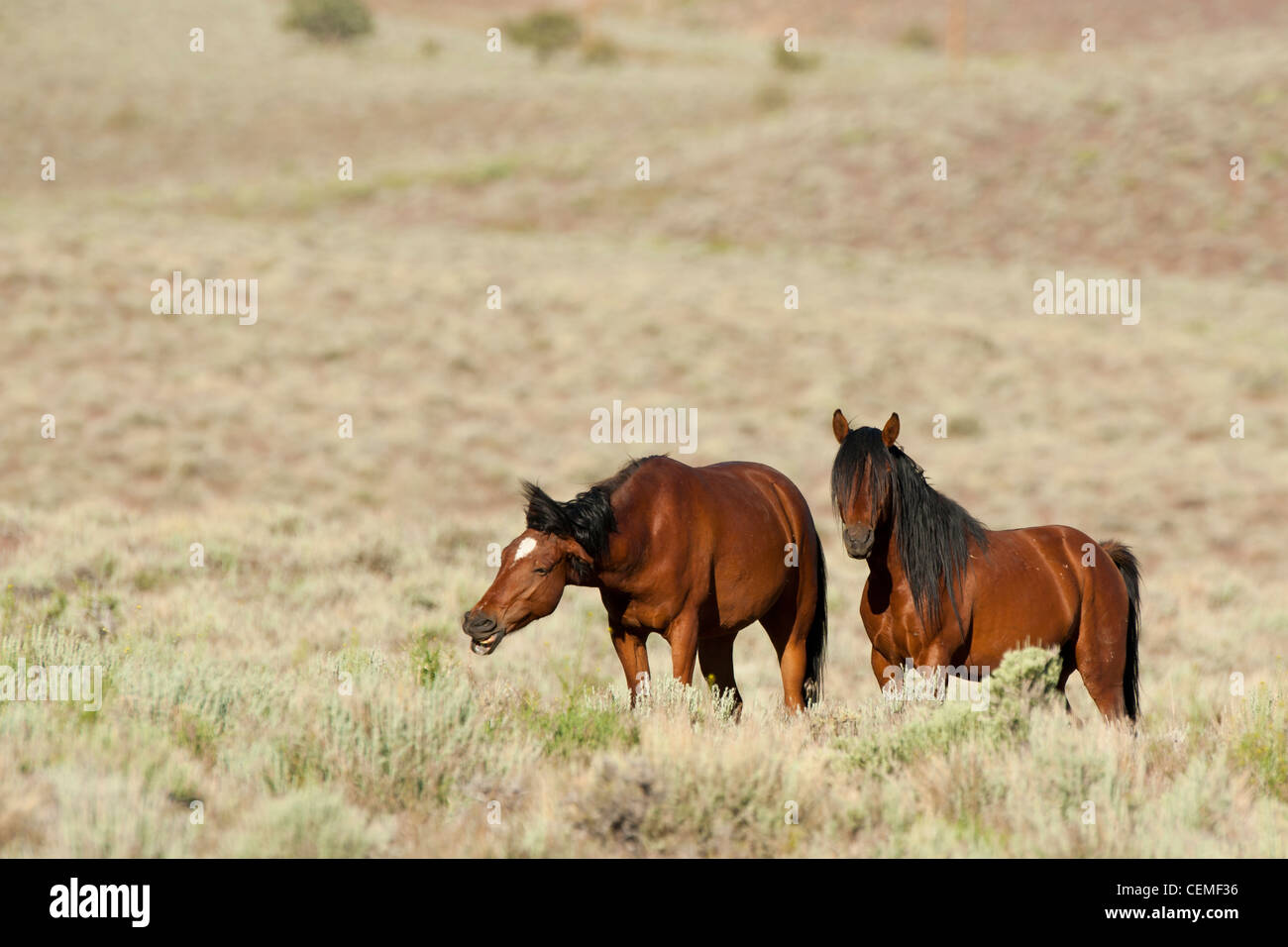 Wildes Pferd, Equus Ferus, Nevada Stockfoto