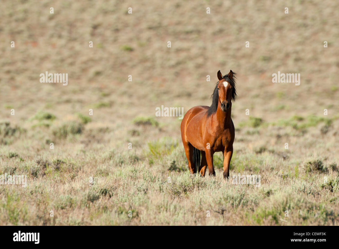 Wildes Pferd, Equus Ferus, Nevada Stockfoto