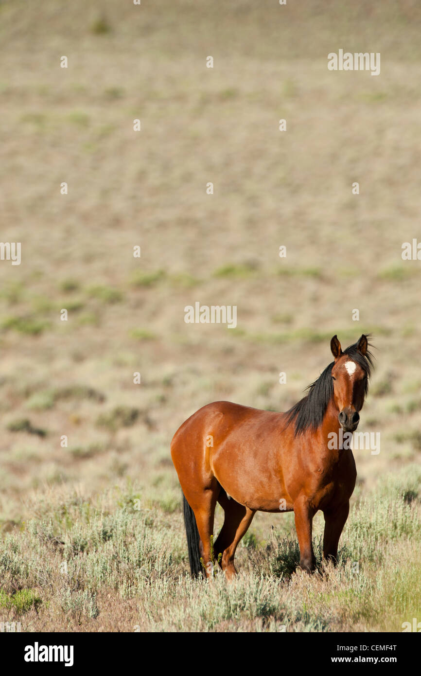 Wildes Pferd, Equus Ferus, Nevada Stockfoto