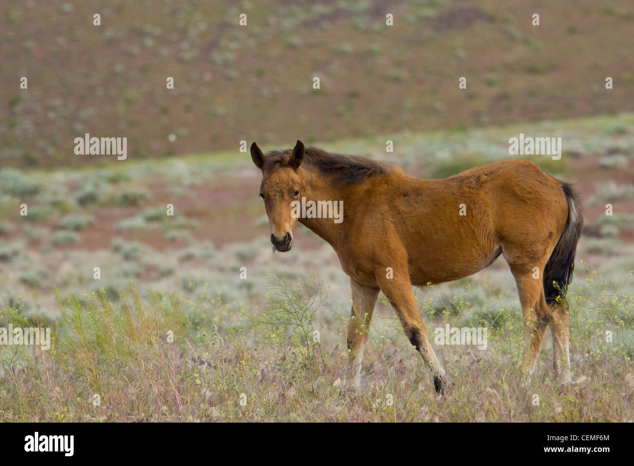 Wildes Pferd, Equus ferus Stockfoto