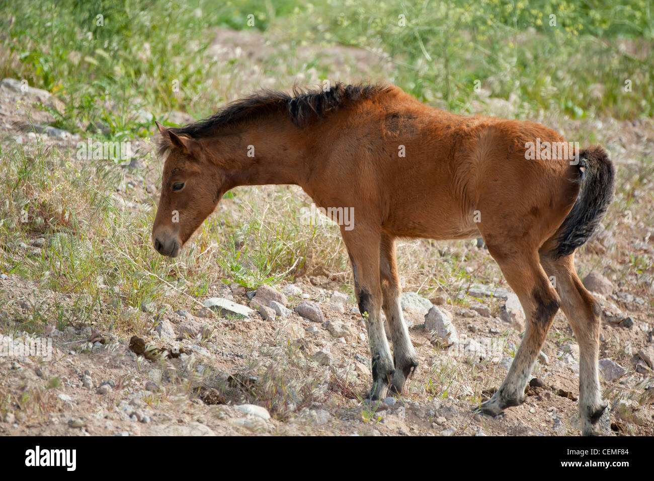 Baby Wild Pferd, Equus Ferus, Nevada Stockfoto
