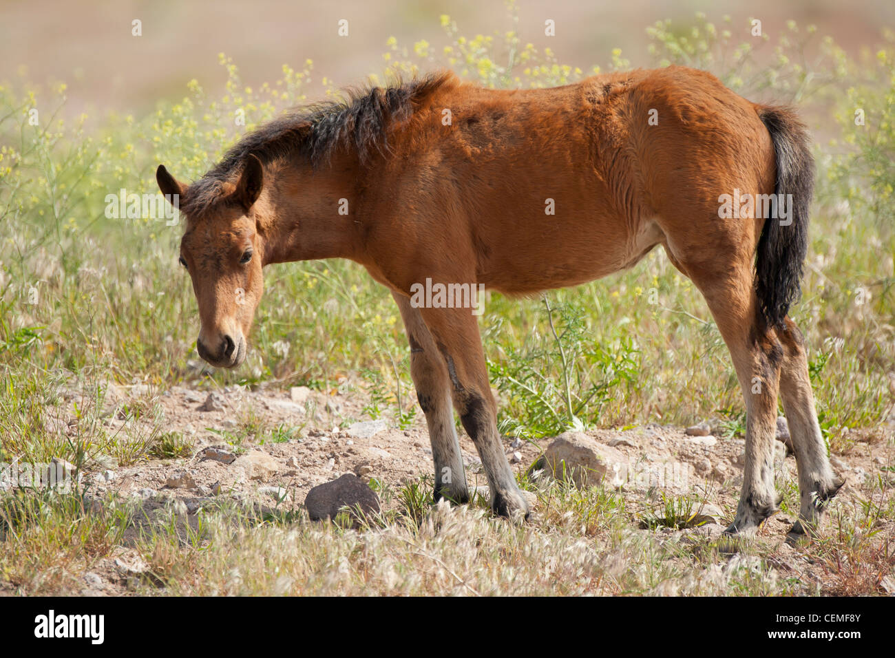 Baby Wild Pferd, Equus Ferus, Nevada Stockfoto