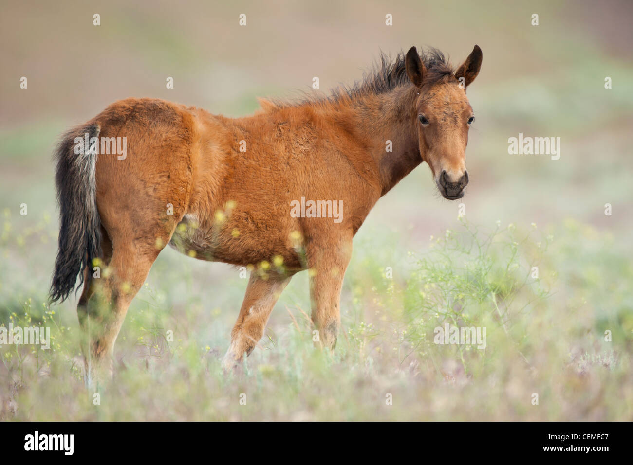 Baby Wild Pferd, Equus Ferus, Nevada Stockfoto