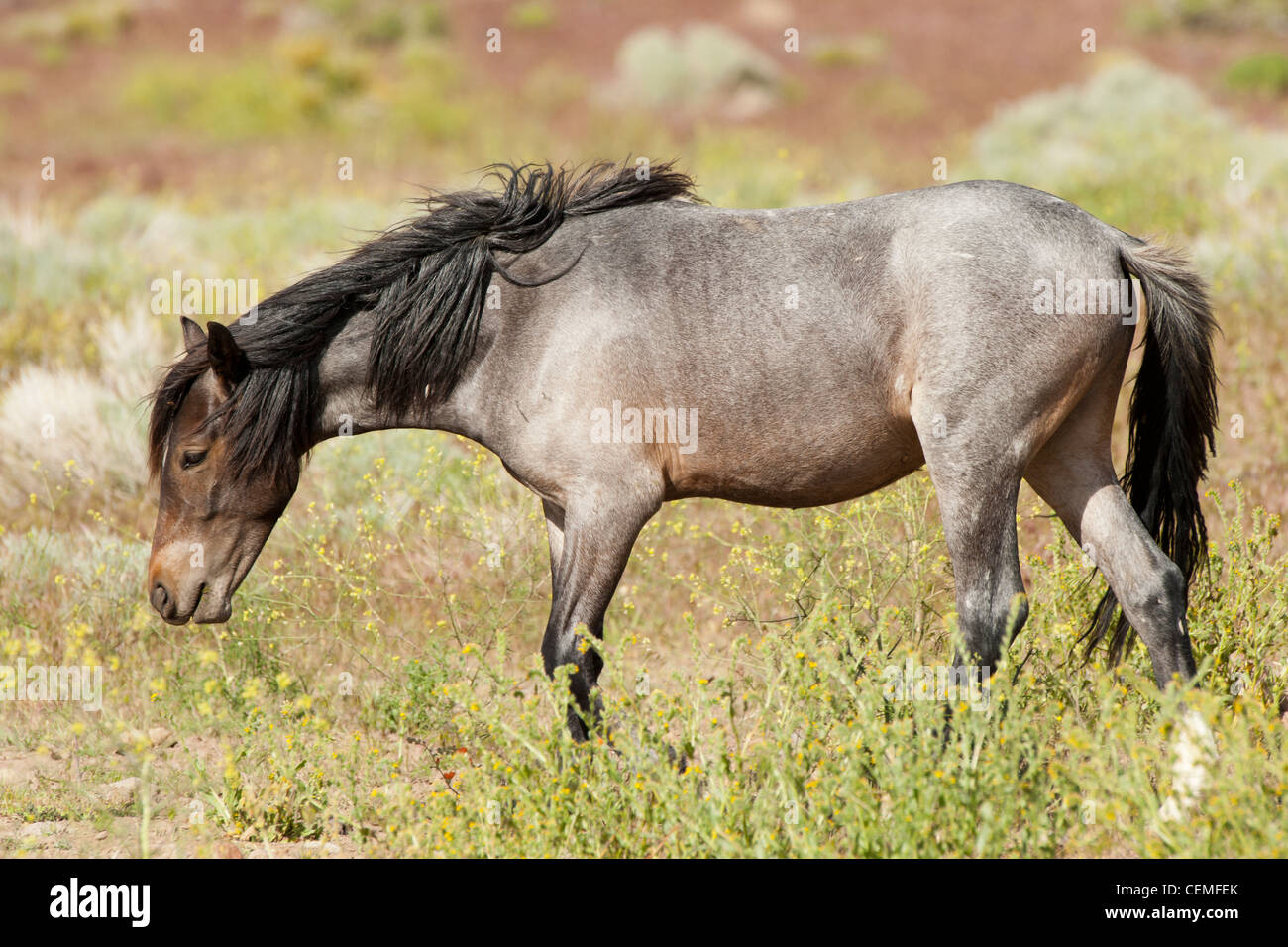Wildes Pferd: Equus Ferus, Nevada Stockfoto