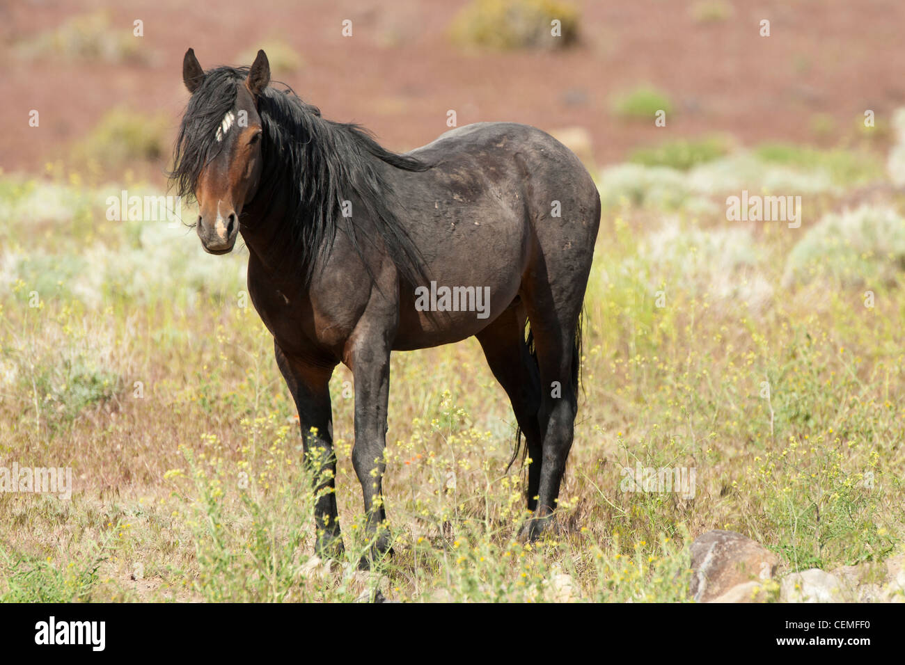 Wildes Pferd: Equus Ferus, Nevada Stockfoto