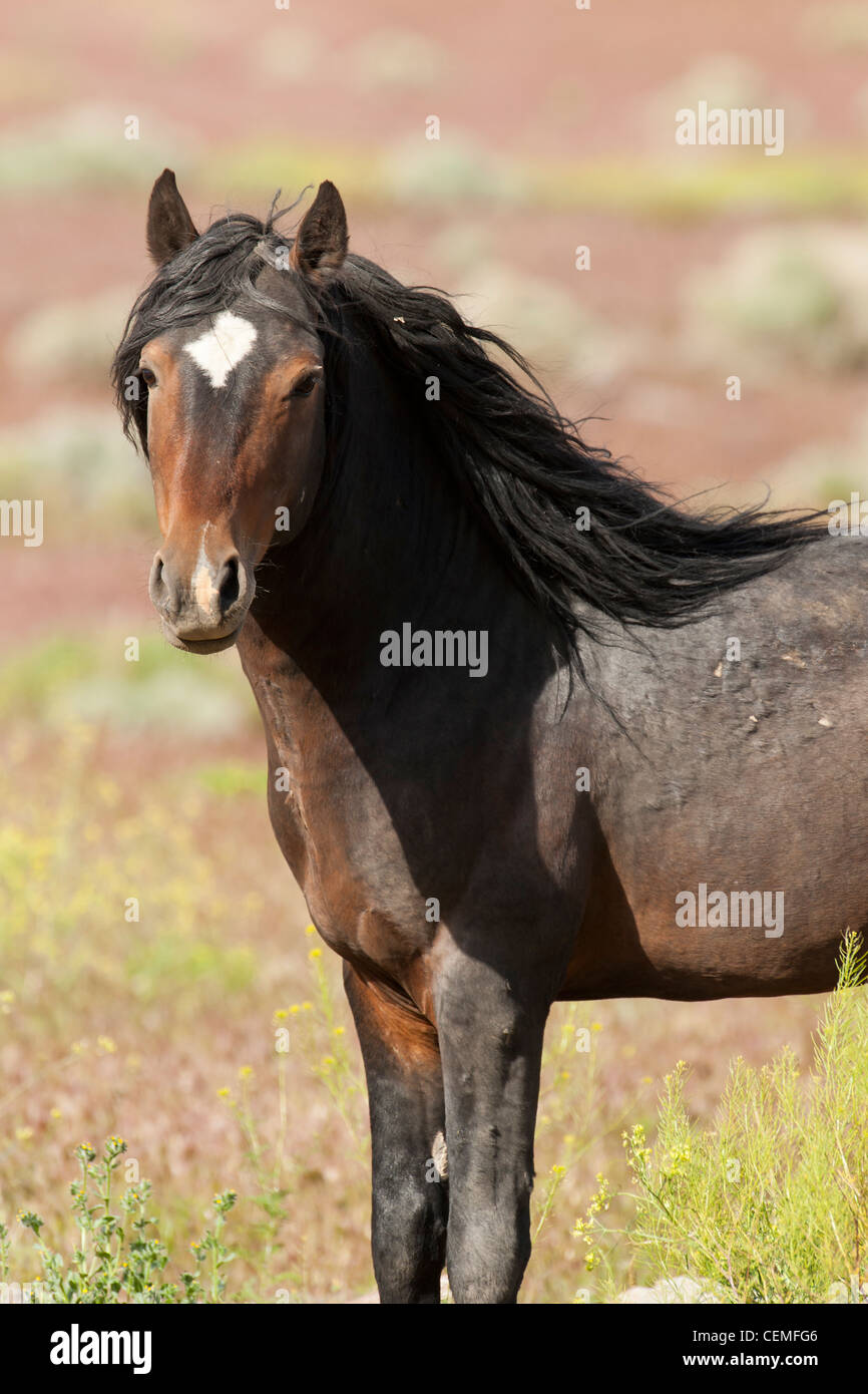 Wildes Pferd: Equus Ferus, Nevada Stockfoto
