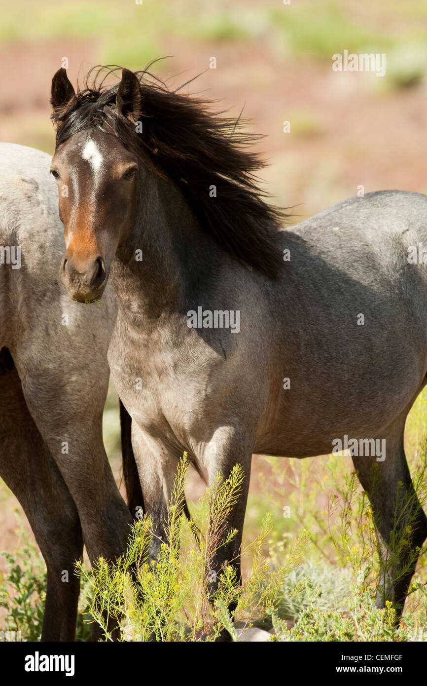 Wildes Pferd: Equus Ferus, Nevada Stockfoto
