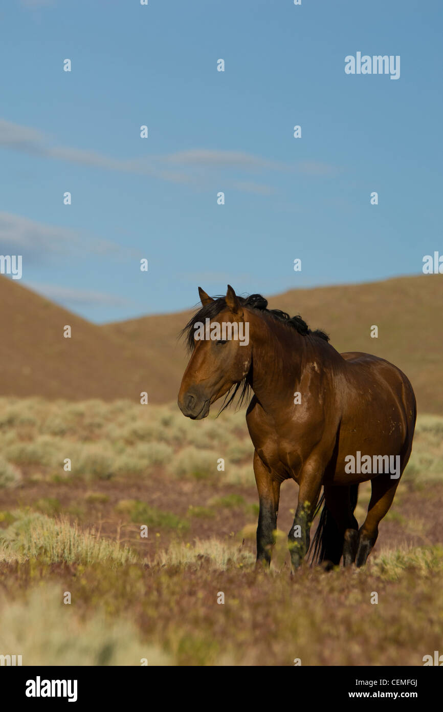 Wildes Pferd, Equus Ferus, Nevada Stockfoto