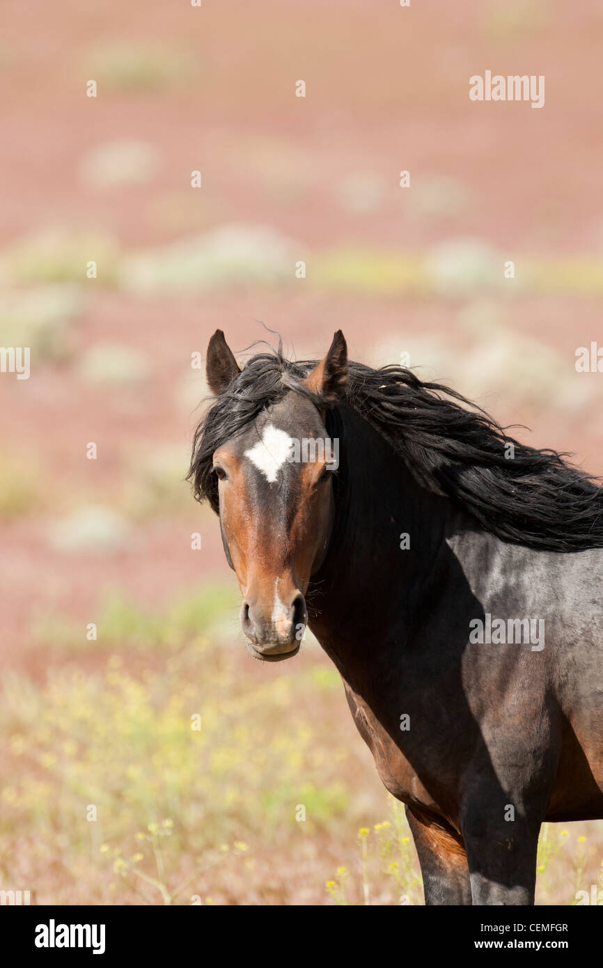 Wildes Pferd: Equus Ferus, Nevada Stockfoto